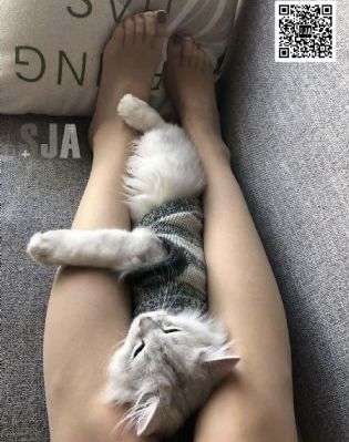 中国飞侠_DVD免费全集观看
